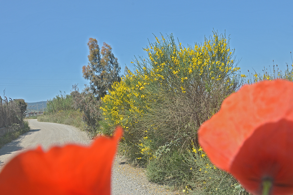 8 DSC_7643  cc c .jpg